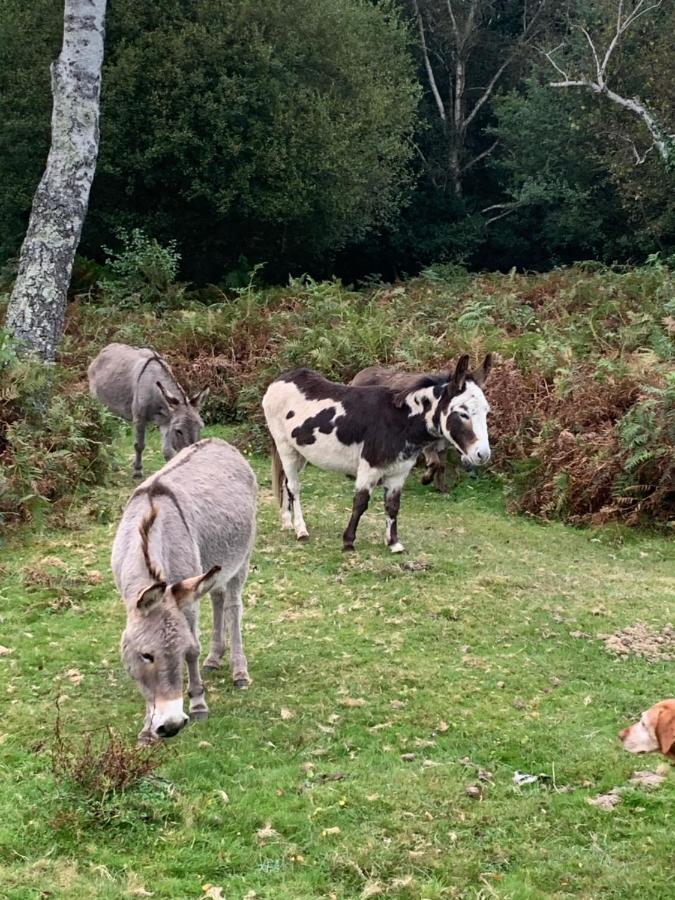New Forest Hideaway- Self Catering Accommodation Newbridge  외부 사진